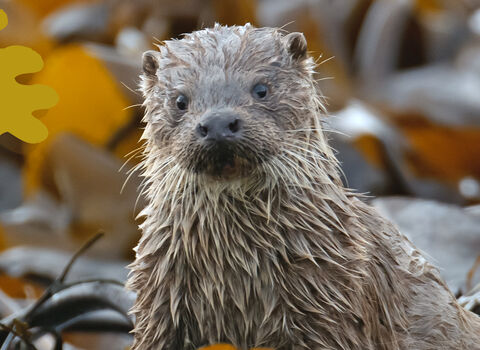 Otter with seashore background and kelp graphic surrounds
