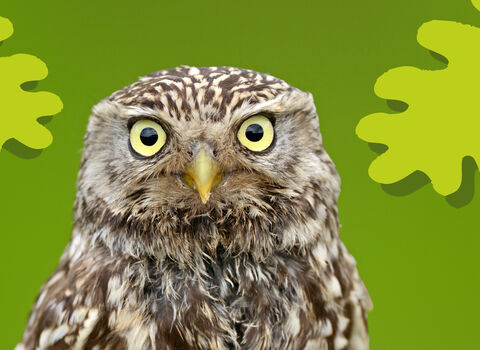 Owl with green background and leaf graphics 