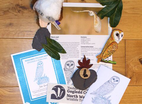 Barn owl sponsorship with cuddly toy