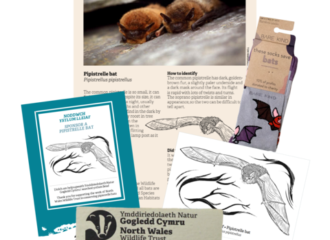 Bat sponsorship pack