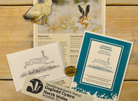 Sponsor a brown hare