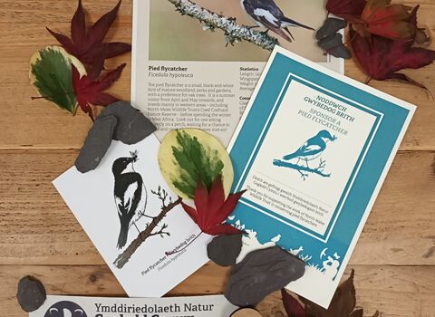 Sponsor a pied flycatcher