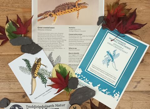 Sponsor a great crested newt
