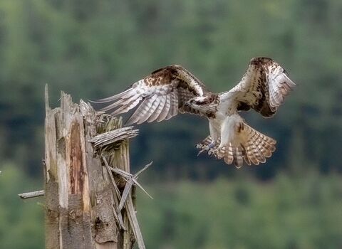 Female osprey (372) flying in to perch on tree stump