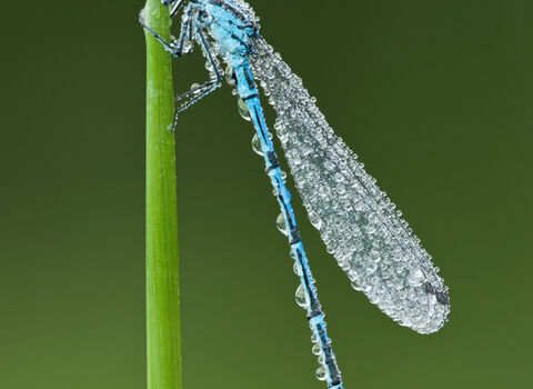 Azure damselfly (Coenagrion puella) covered in dew on green plant stalk, blurry green background