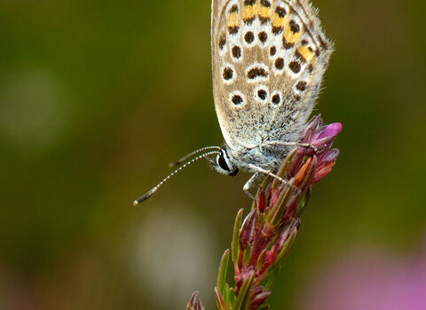 Silver-studded blue on bell heather with blurred background 