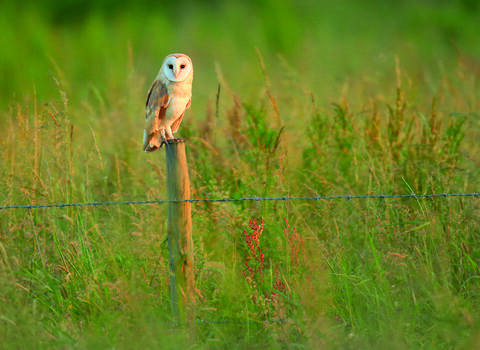 Barn owl