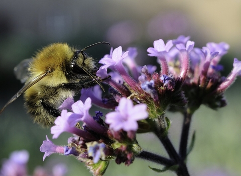 Carder bee on verbena 