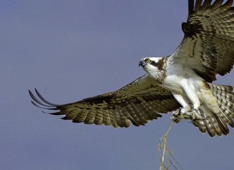 An osprey in flight carrying nesting materials