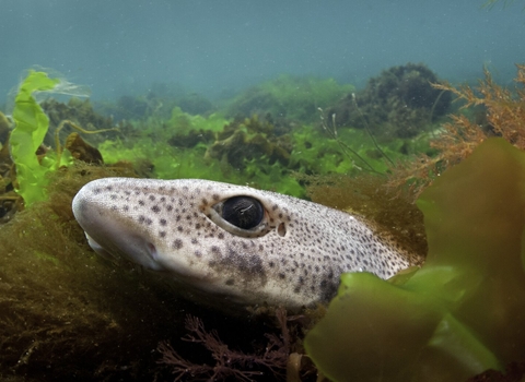 Small-Spotted Catshark