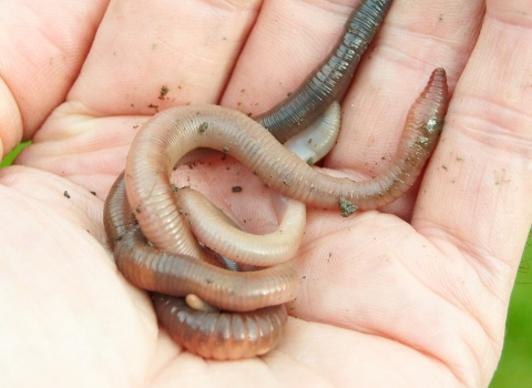 Earthworms in the hand