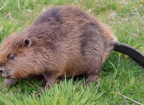 Beaver walking in a grassy meadow