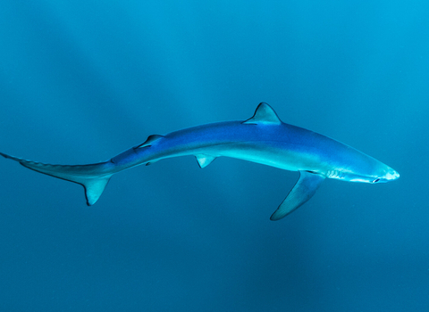 Blue Shark