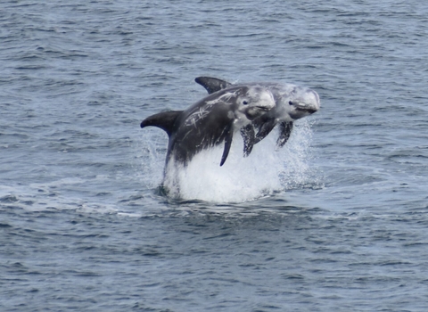A pair of Risso's dolphins jumping out the water