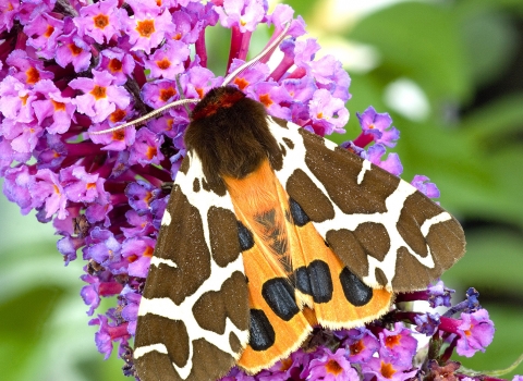 Garden tiger moth