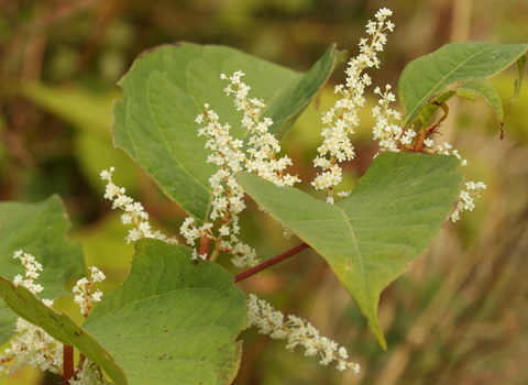 Japanese knotweed - Vaughn Matthews