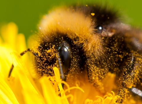 Bumblebee on dandelion