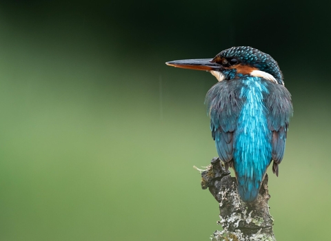 A kingfisher sat on a branch with its back towards the camera