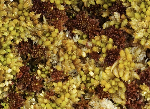 Close-up of Sphagnum moss, Flow Country, Scotland, June