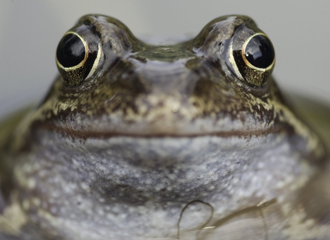 A very close up picture of a common frog. Only the head is visible and in focus, taking up most of the image. It has a pale throat and it's mouth is almost a straight line of pink. It's skin is mottled with shades of brown, green and nearly gold. It's eyes stick up from the rest of it's head and are looking almost forwards at the camera. They have deep black pupils, in which reflections of people can be seen on the right, ringed with a thin layer of gold, surrounded by a mottled black and gold iris. The res
