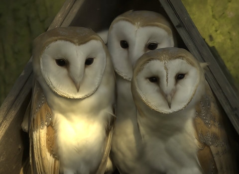 Barn owls