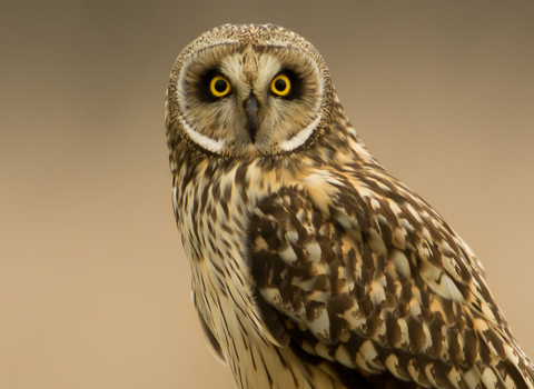 Short eared owl
