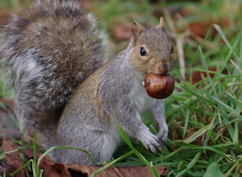 Grey squirrel 