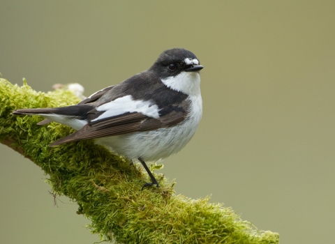 Pied flycatcher